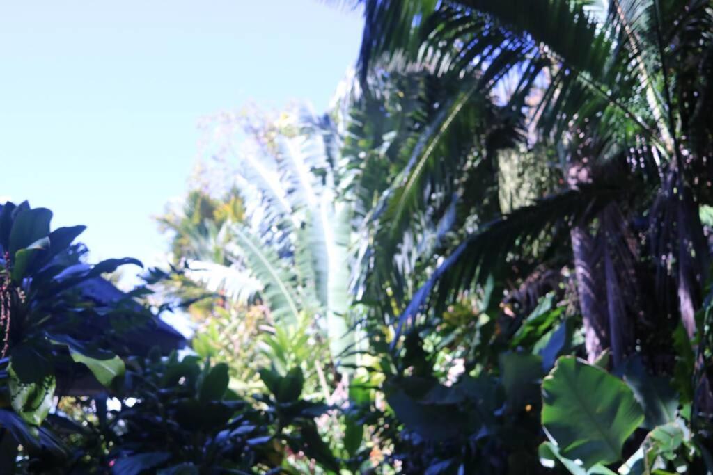 Villa Beauty Tiny Walk To Sea Port Douglas Exterior foto