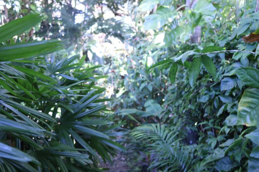 Villa Beauty Tiny Walk To Sea Port Douglas Exterior foto